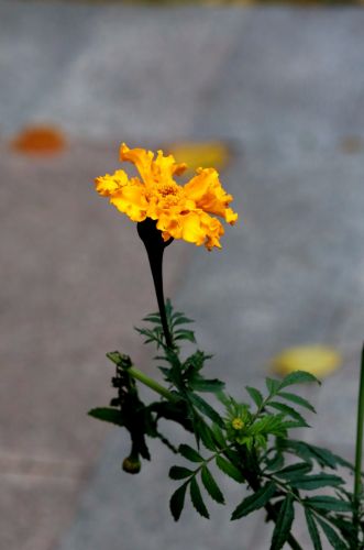 秋季路旁的小菊花