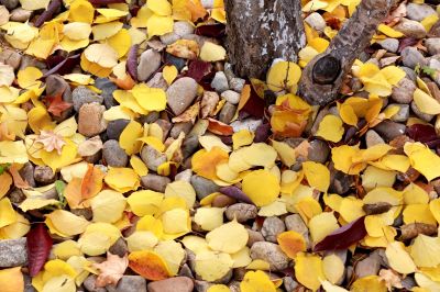 哈尔滨的秋色满街金色树叶