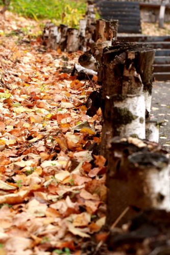 哈尔滨的秋色满街金色树叶
