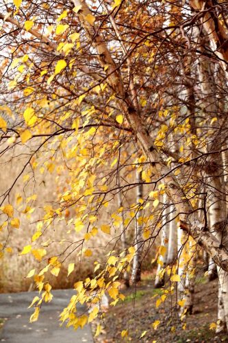 深秋的湿地公园白桦树