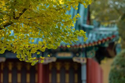 秋季的哈尔滨文庙银杏树