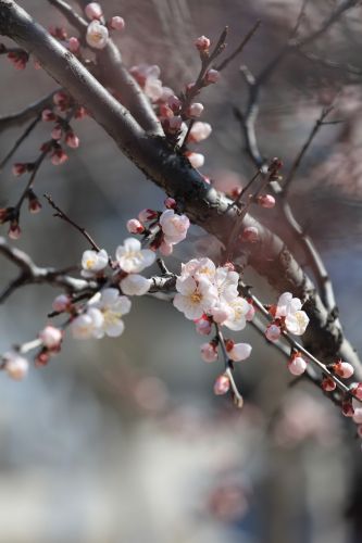 哈尔滨最美的春天春暖花开新叶生长