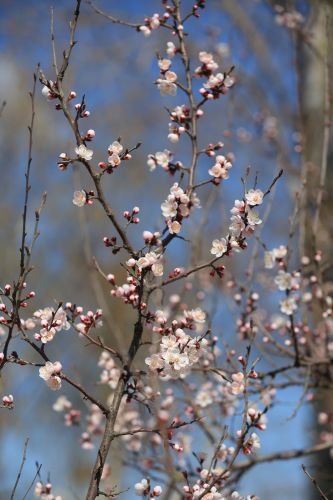 哈尔滨最美的春天春暖花开新叶生长