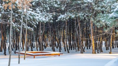 第一苗圃（香林公园）冬季雪景