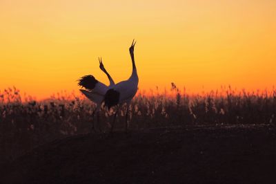 夕阳下的丹顶鹤
