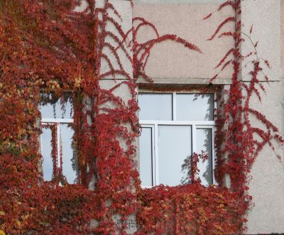 爬墙虎居民楼上的爬山虎 秋季红叶 