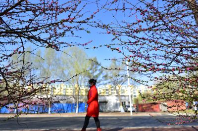 哈尔滨平房区公园-------启航园春季树木含苞