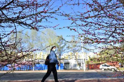 哈尔滨平房区公园-------启航园春季树木含苞