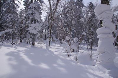 2012年林海雪原