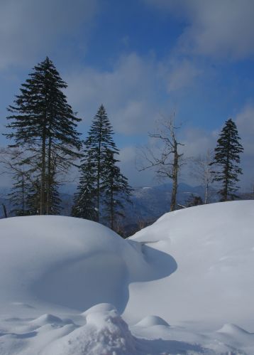 2012年林海雪原