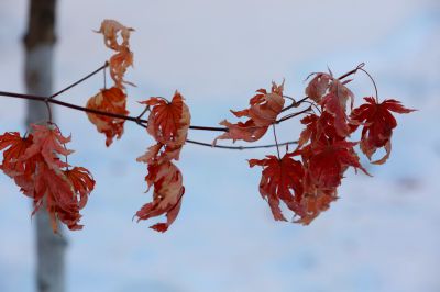 哈尔滨的冬季红叶