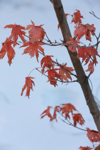 哈尔滨的冬季红叶