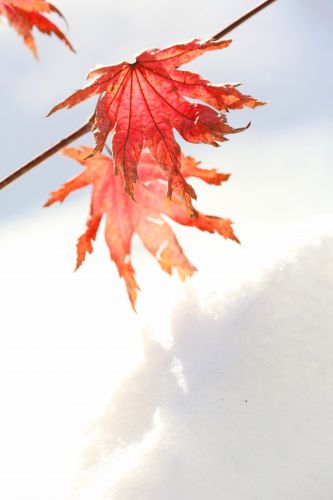 哈尔滨冬日红叶