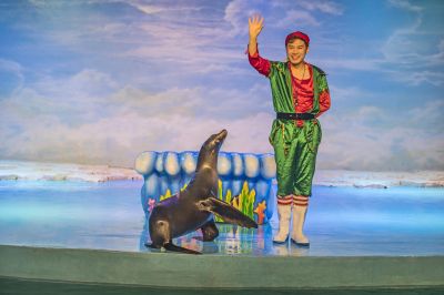 哈尔滨极地馆极地馆二期广场圣诞树雪地海狮海豹海象鱼美人表演