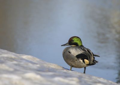 在哈尔滨越冬的野鸭