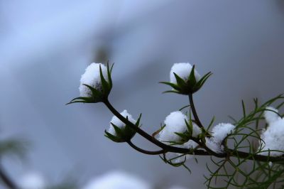  冰天雪地哈尔滨鲜花依然在雪中开放