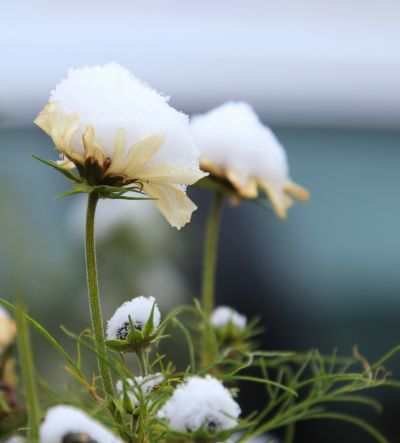  冰天雪地哈尔滨鲜花依然在雪中开放