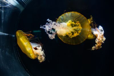 极地馆水母