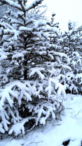 树挂雪景