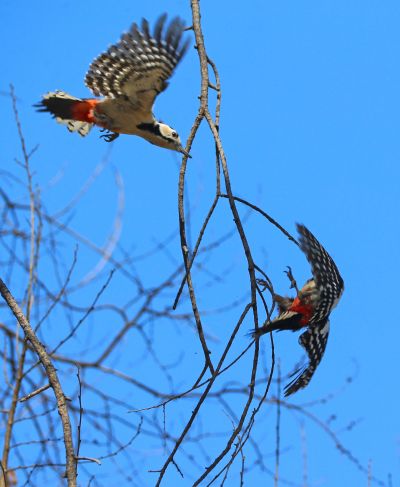 兆麟公园啄木鸟