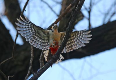 兆麟公园啄木鸟