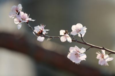 春季杏花盛开