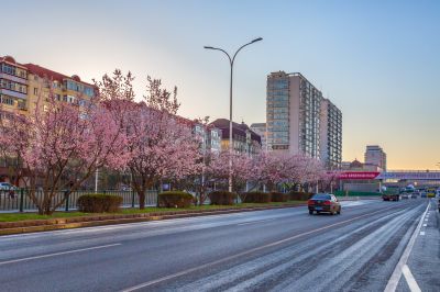 春花开满和兴路