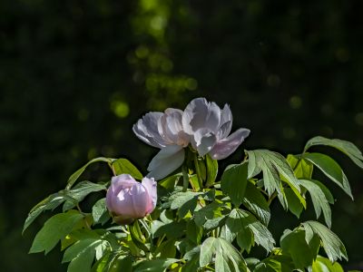 黑龙江省森林植物园的牡丹花