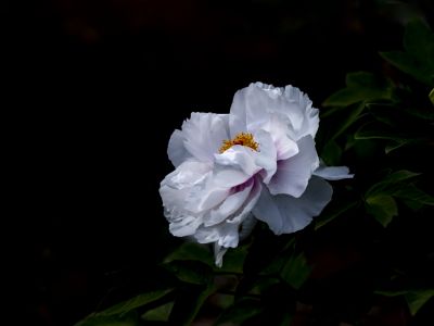 黑龙江省森林植物园的牡丹花