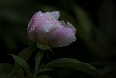 雨中芍药花
