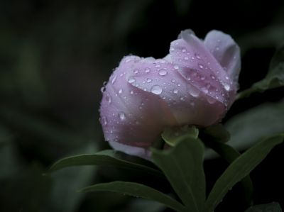 雨中芍药花