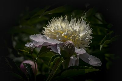 黑龙江森林植物园芍药花