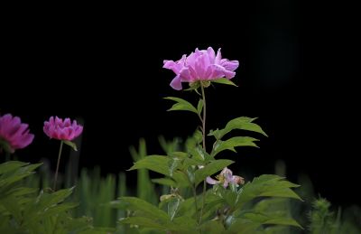 花卉三幅