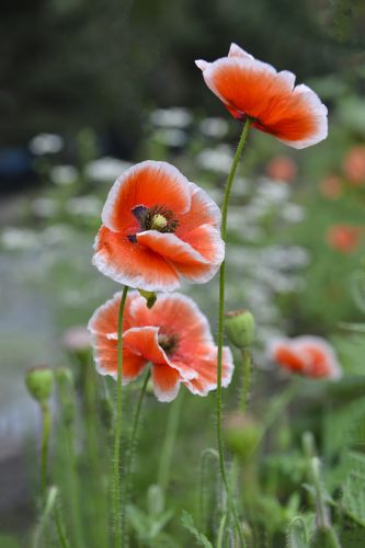 花开时节