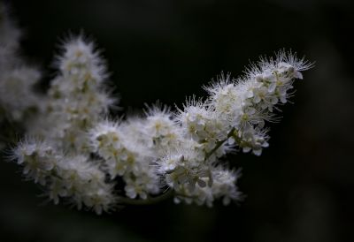 花卉五幅