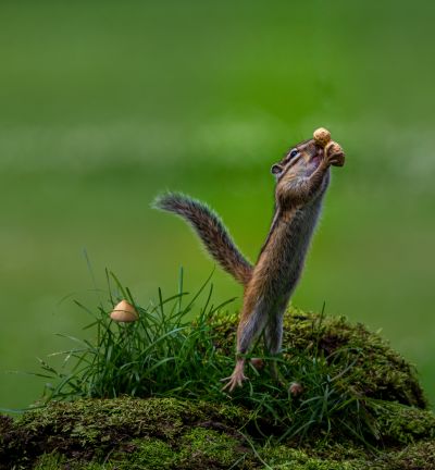 花栗鼠