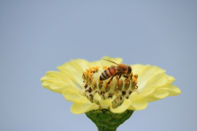 蝶恋花与小蜜蜂
