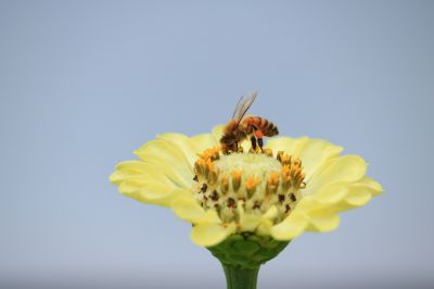 蝶恋花与小蜜蜂