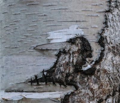 桦树皮上的水墨山水画