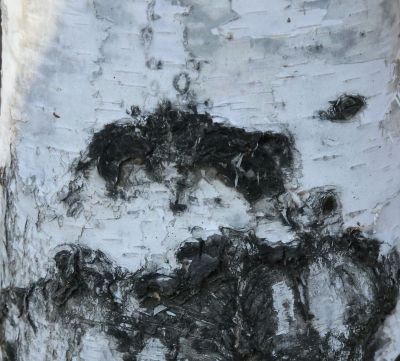 桦树皮上的水墨山水画