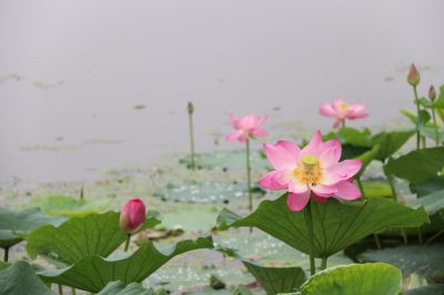 荷花 花卉