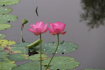 荷花 花卉