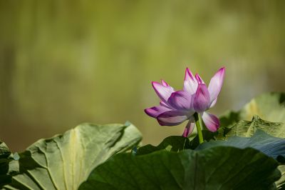 大剧院秋季的荷花格外美