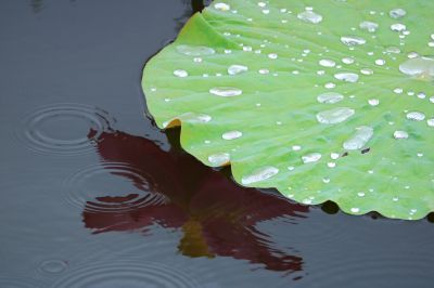 荷塘秋雨