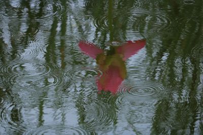 荷塘秋雨