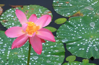 荷塘秋雨