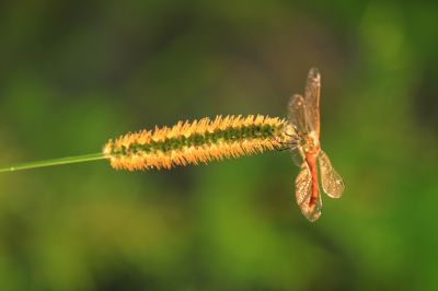 湿地花海红蜻蜓