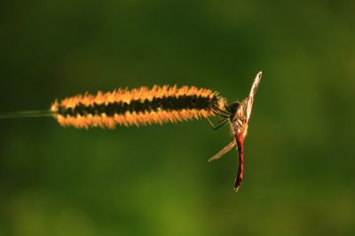 湿地花海红蜻蜓