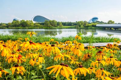 哈尔滨大剧院湿地的夏日风景