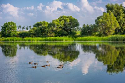 哈尔滨大剧院湿地的夏日风景